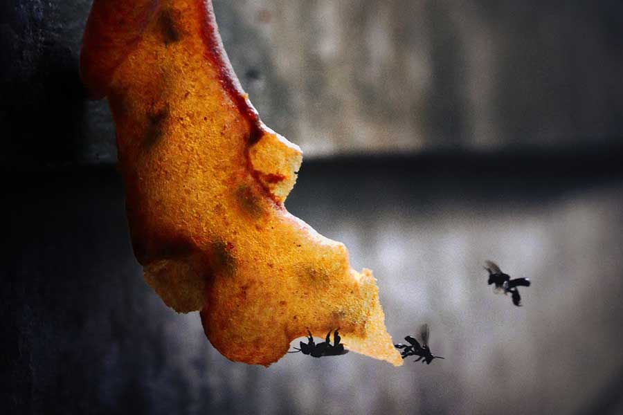 abejas en la carne