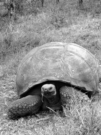 tortuga gigante de Galápagos