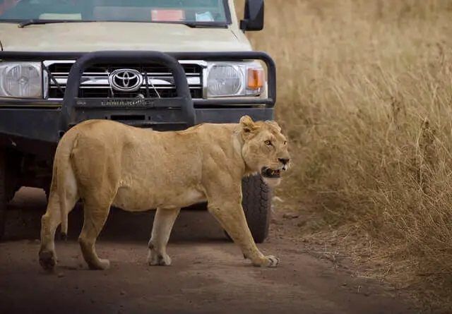 una leona caminando cerca del auto