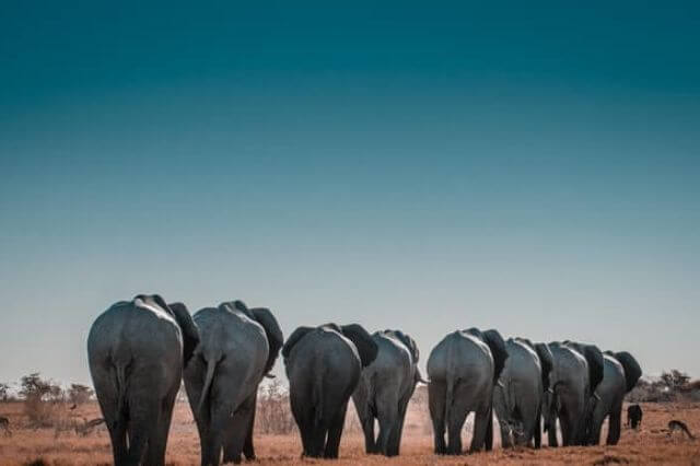 una manada de elefantes