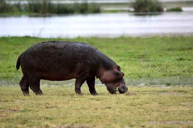 una foto de un hipopótamo que come hierba