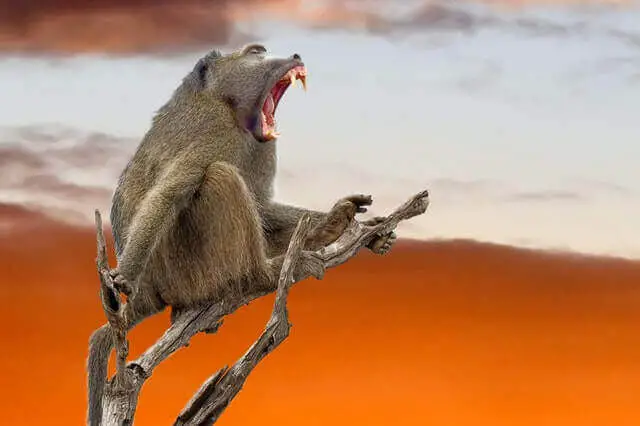 babuino sentado en un árbol y gritando