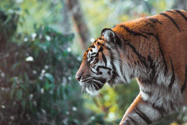 tigre caminando en la naturaleza