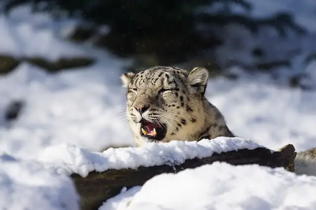 leopardo de las nieves en un hábitat nevado