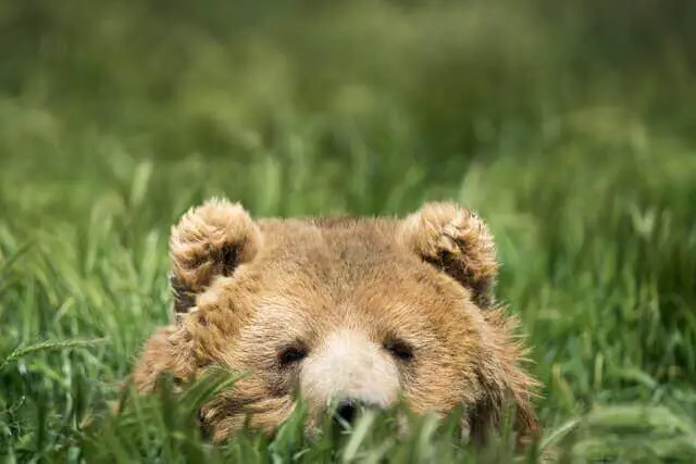 oso kodiak escondido en una hierba
