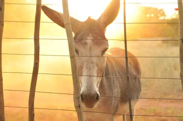 mula en un prado soleado