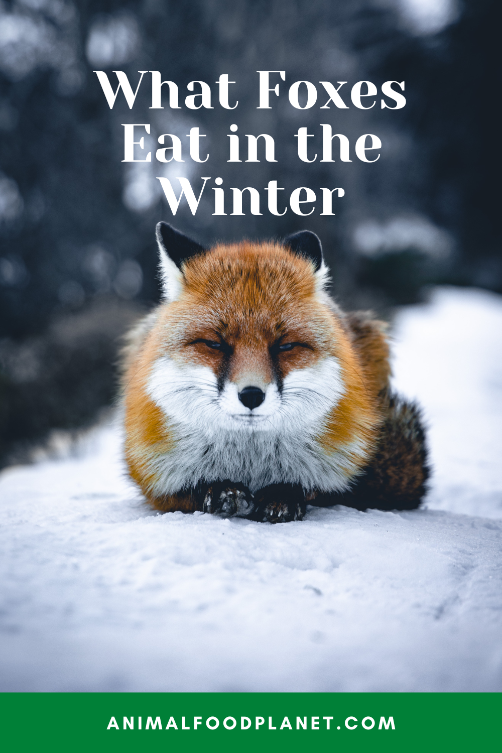 ¿Qué comen los zorros en invierno?
