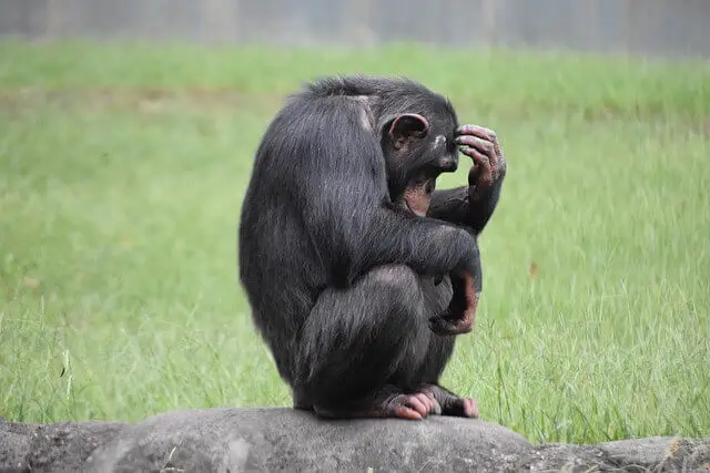 un chimpancé sentado y pensando