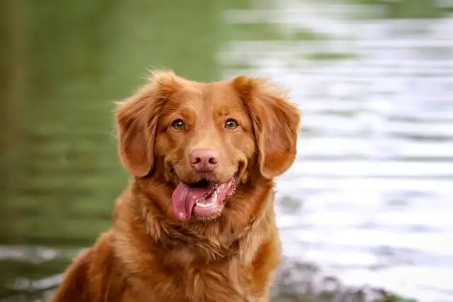 un perro marrón de aspecto feliz