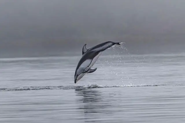 delfín saltando fuera del agua