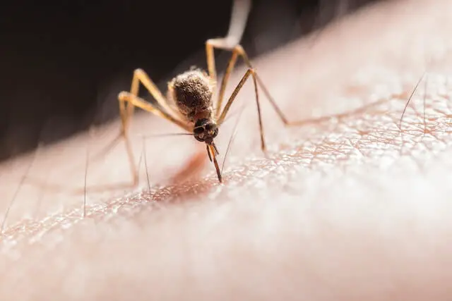 mosquito en la piel humana