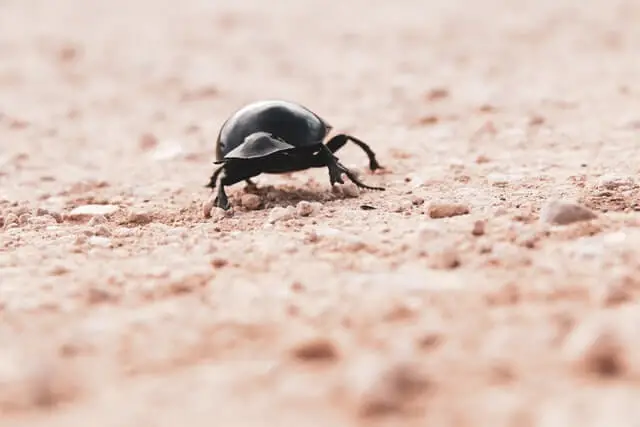 un escarabajo de estiércol negro caminando por el suelo