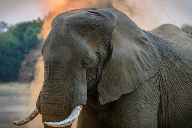 cerrar foto de elefante