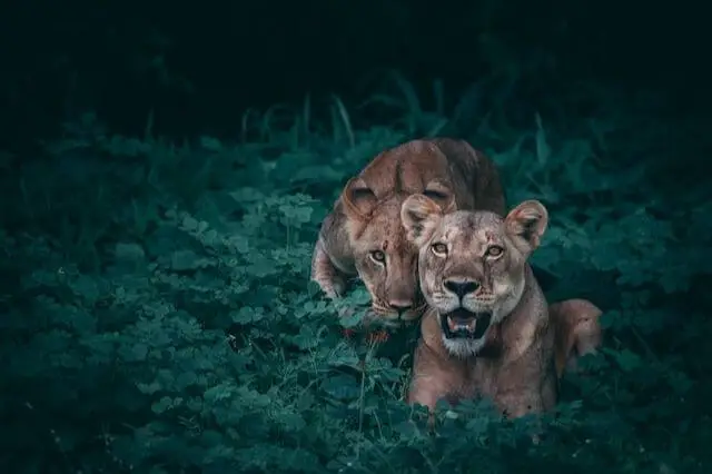 dos leonas protegiéndose unas a otras