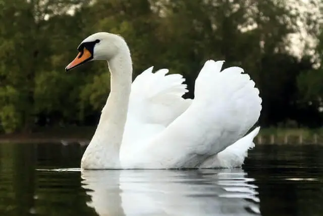 un hermoso cisne mudo blanco en el agua