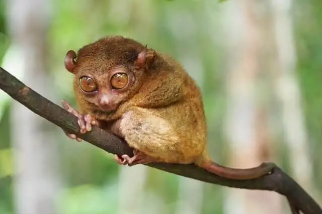 Lindo mono tarsero sentado en una pequeña rama