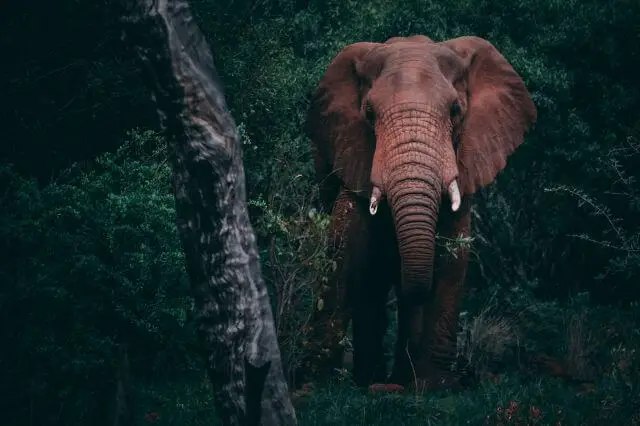 un elefante en la selva