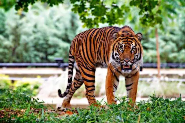 tigre adulto en una hierba verde