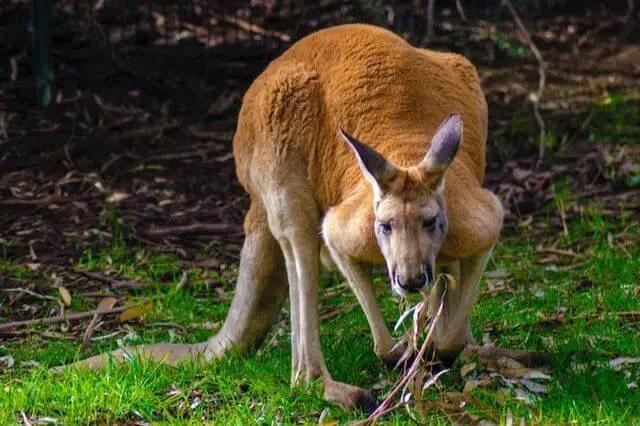 canguro rojo grande en una hierba verde