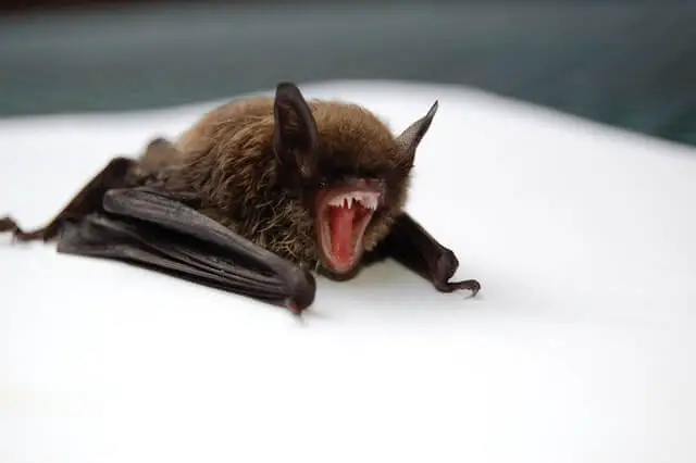 un murciélago tirado en el suelo con la boca abierta