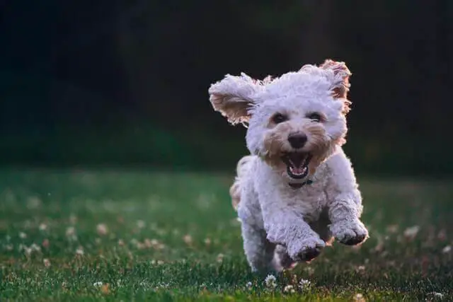 un pequeño perro blanco corriendo