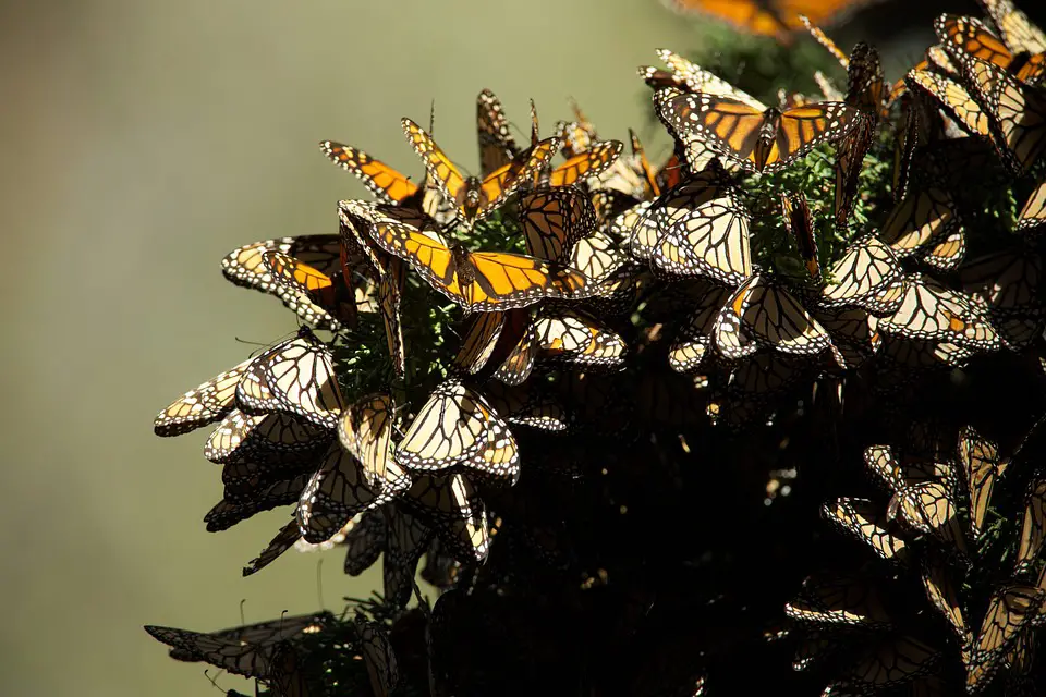 Migración de la Mariposa Monarca