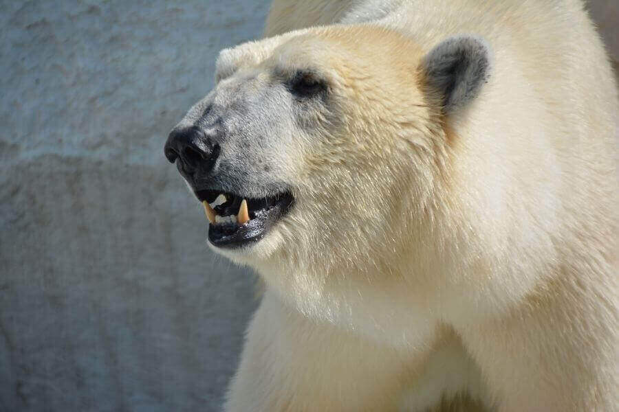 primer plano de oso polar con dientes largos