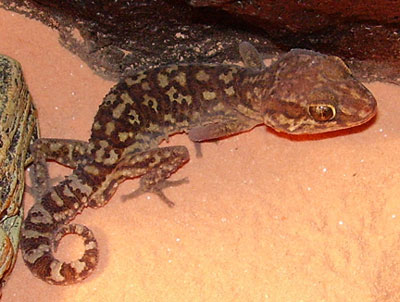 pantera gecko