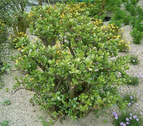 planta de jade