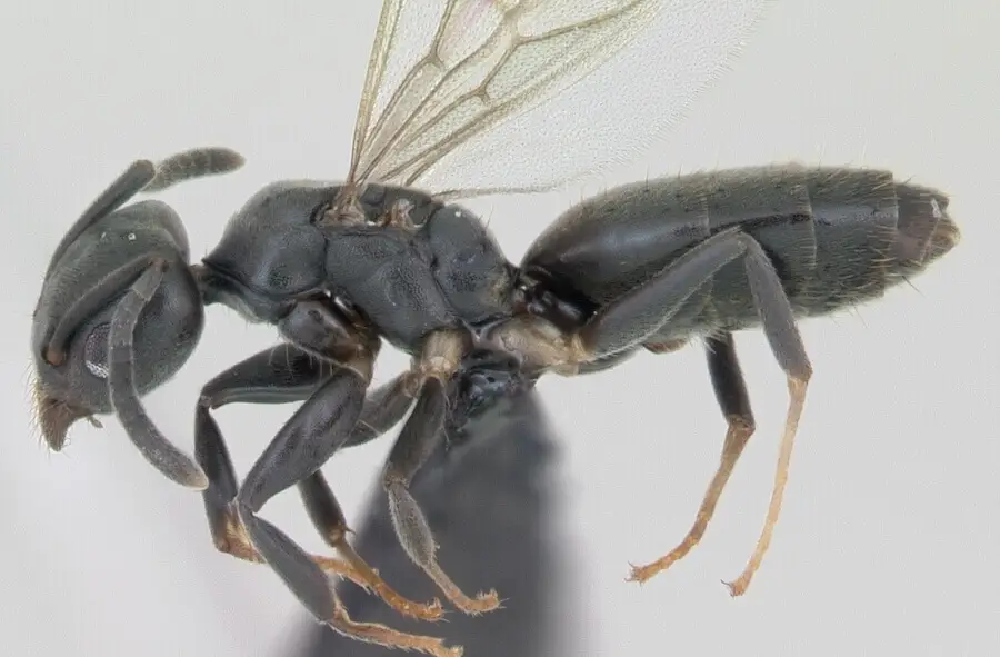 hormiga de patas blancas