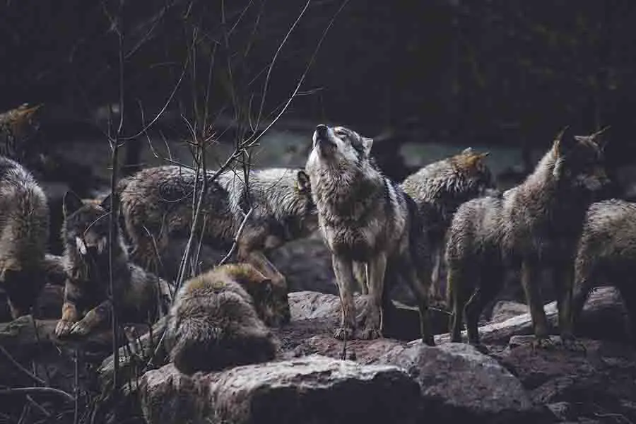 manada de lobos con aullido alfa