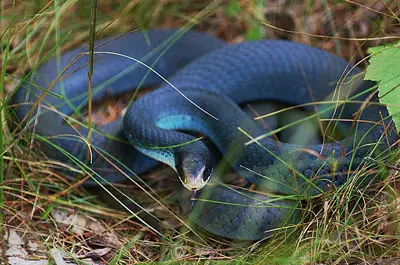Serpiente corredora azul