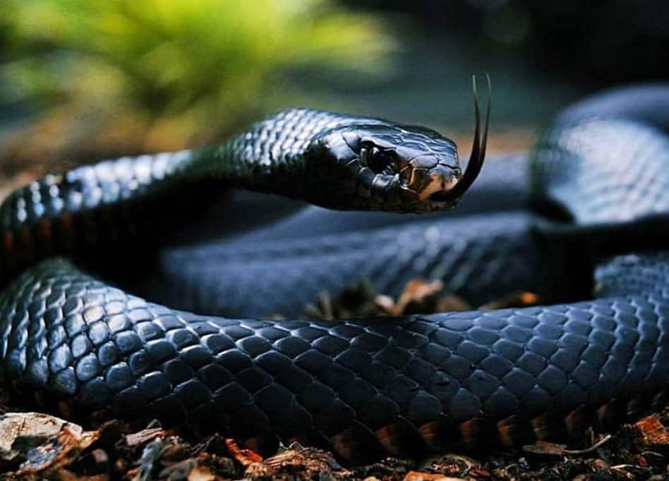 Serpiente mamba negra