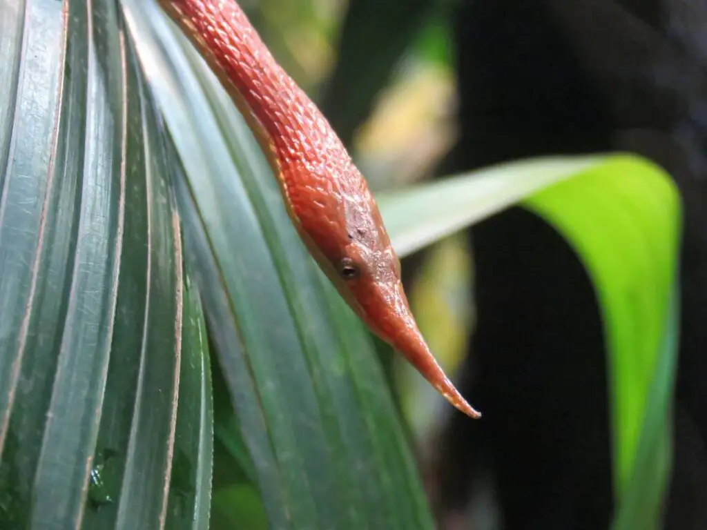 Serpiente de nariz de hoja malgache