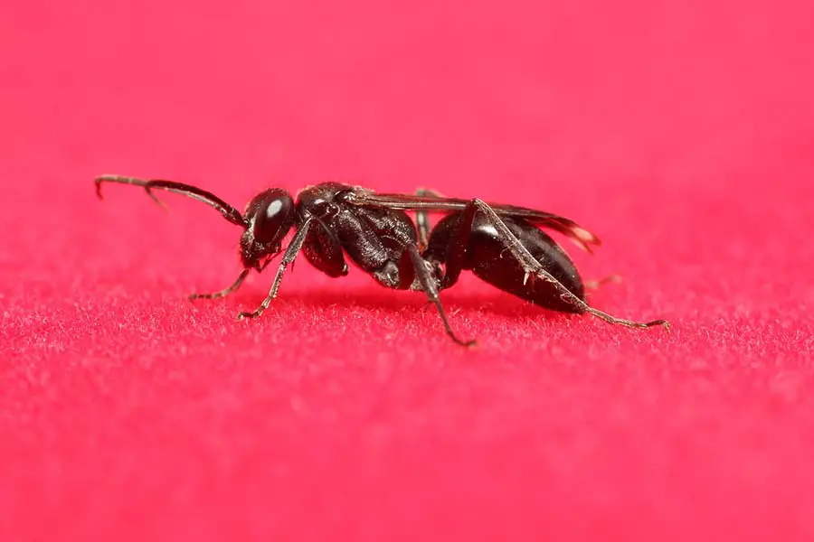 identificar-reina-hormiga