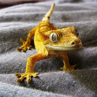 Gecko con cresta