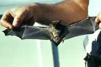Pequeño murciélago marrón