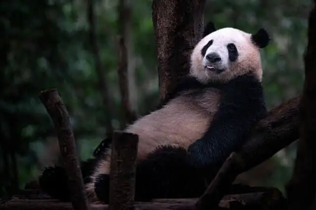 panda gigante acostado en un árbol