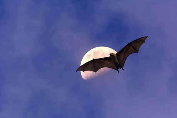murciélago en el cielo con luna