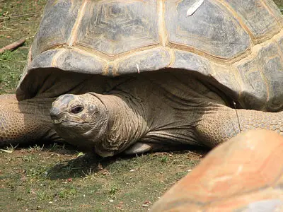 Tortuga de Aldabra