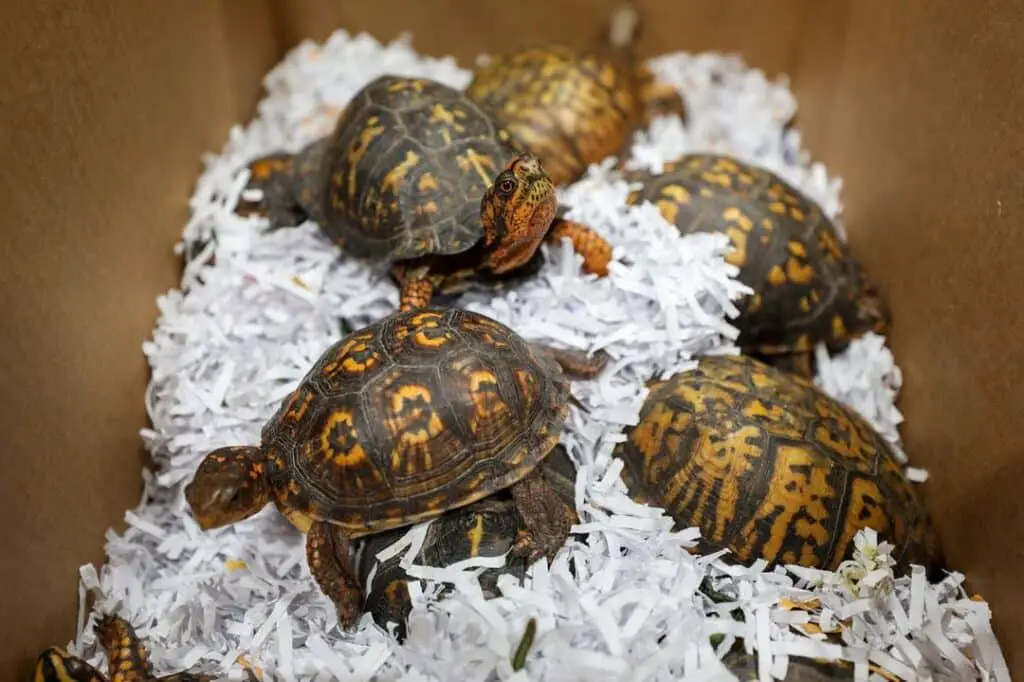 tortugas de caja