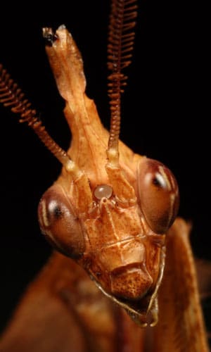 Mantis violín