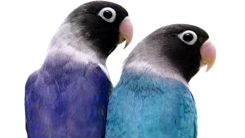 petrolero Crueldad comprar Compra de pájaros en línea - Aprende sobre la naturaleza - Farmacia Cinca