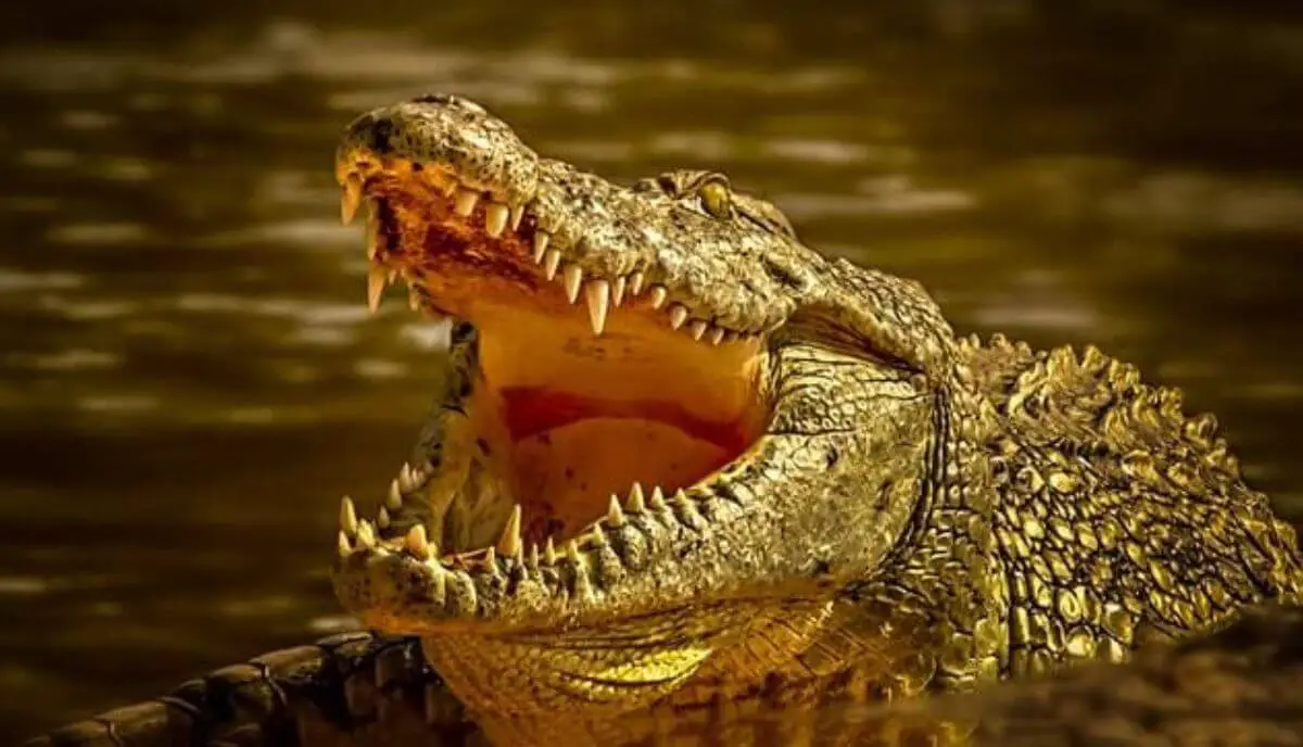 Los 8 cocodrilos más peligrosos del mundo (clasificados) - Farmacia Cinca