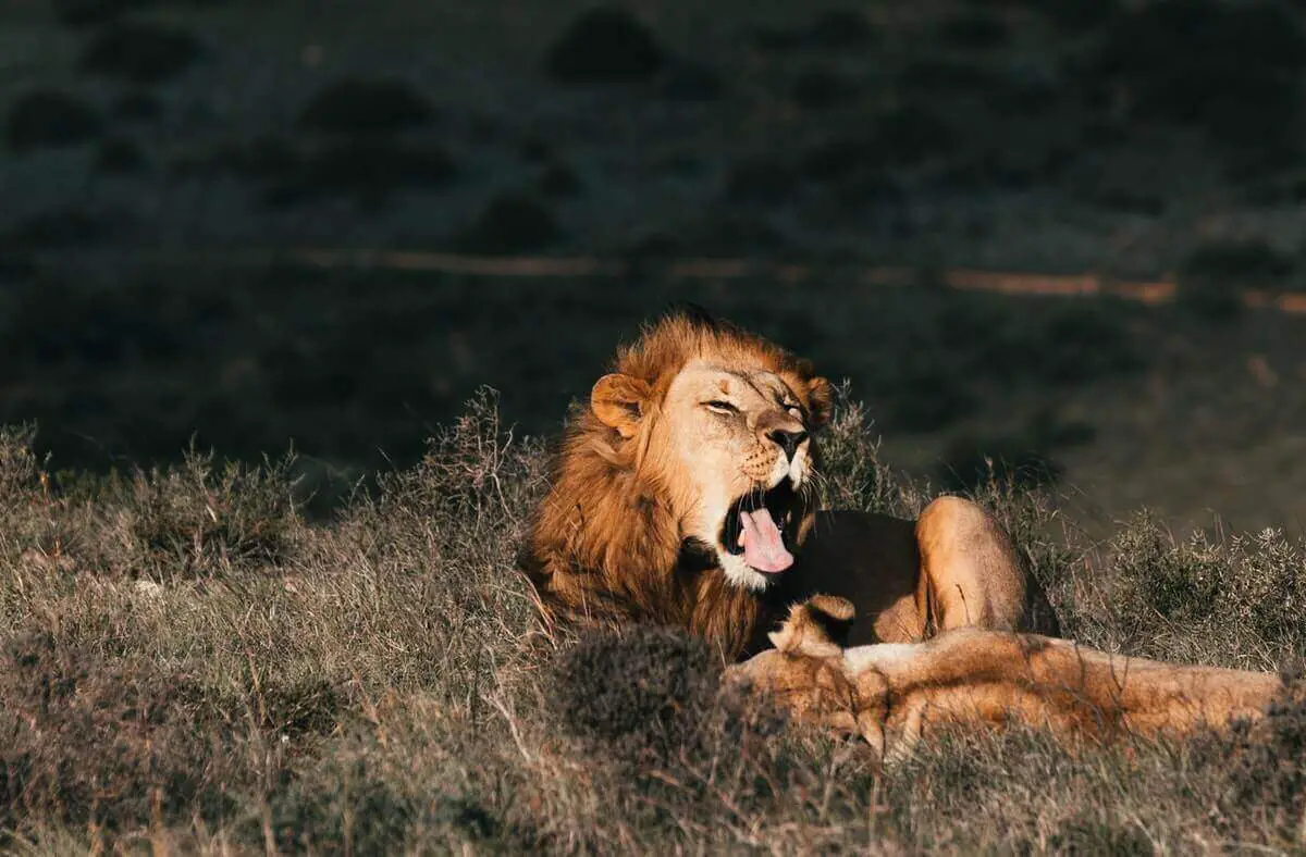 Por qué los leones lamen a sus presas? (Respondido y Explicado) - Farmacia  Cinca