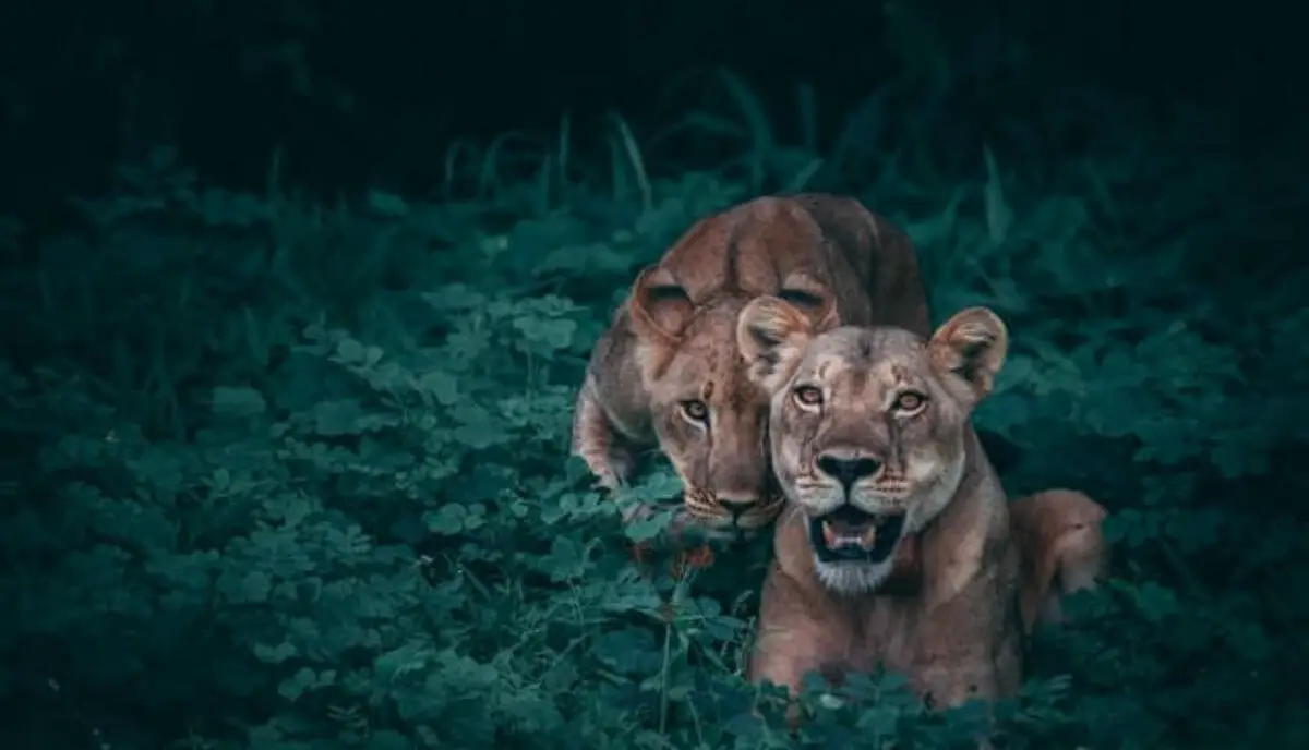A qué le temen los leones? (Más 3 Debilidades del León) - Farmacia Cinca