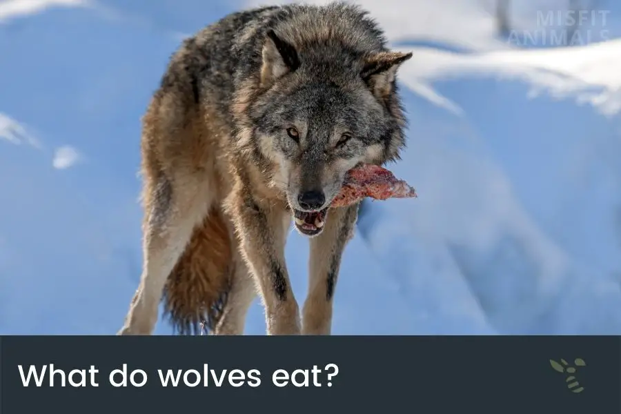 Qué comen los lobos? - Aprende sobre la naturaleza - Farmacia Cinca