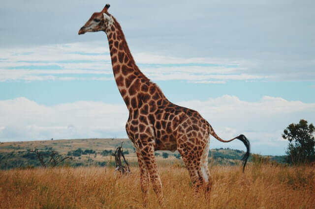jirafa de cuello largo de pie en la naturaleza