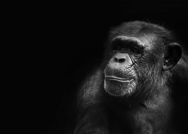 foto de un chimpancé en una superficie negra