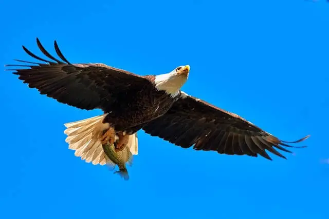 águila calva sosteniendo el pez en sus garras mientras vuela